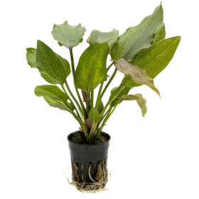 Echinodorus Impaii Pot