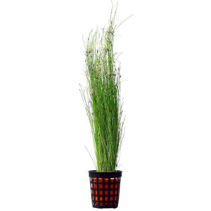 Eleocharis Vivipara pot