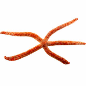 Linckia Multifora