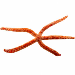 Linckia Multifora