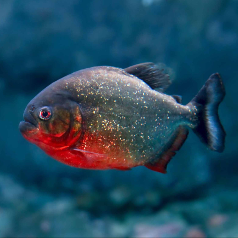 Red-Belly Piranha Aber aquatic Red-Belly Piranha