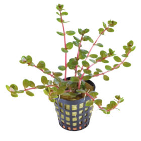 Rotala Orange Juice
