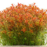Rotala Orange Juice - Image 2