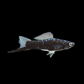 Swordtail Black