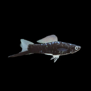 Swordtail Black