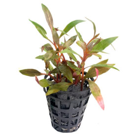 Alternanthera Reineckii Mini Pot