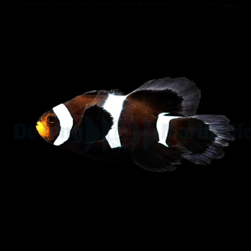 Amphiprion Ocellaris Darwin Longfin aberaquatic Amphiprion Ocellaris Darwin Longfin