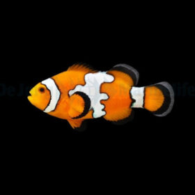 Amphiprion Ocellaris Snowflake