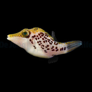 Canthigaster Leoparda, Leopard sharpnose puffer