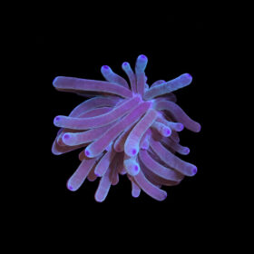 Condylactis with Blue-Tip