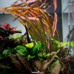 Cryptocoryne Spiralis Red in vitro