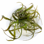 Cryptocoryne Spiralis Red in vitro