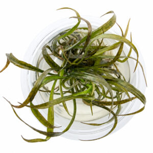 Cryptocoryne Spiralis Red in vitro