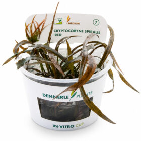 Cryptocoryne Spiralis Red in vitro