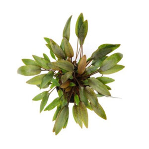 Cryptocoryne Wendtii Compact Pot