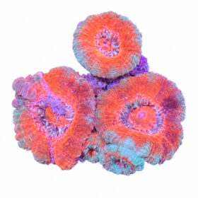 Micromussa Lordhowensis Orange/Green (Frag)