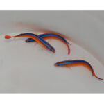 Pseudochromis Aldabraensis, Orange dottyback