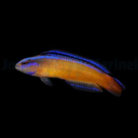 Pseudochromis Aldabraensis, Orange dottyback
