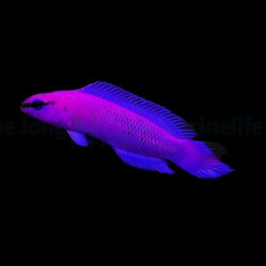 Pseudochromis Fridmani, Orichid dottyback