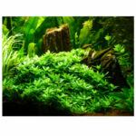 Staurogyne Repens Pot