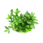 Staurogyne Repens Pot