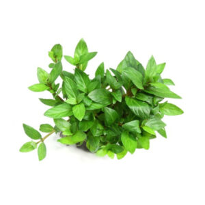 Staurogyne Repens Pot
