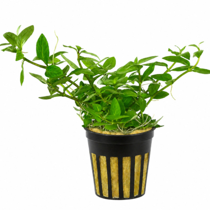 Staurogyne Repens Pot Aber aquatic Staurogyne Repens Pot