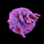 Acropora echinata 1 (frag)