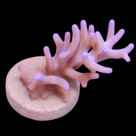 Acropora echinata 2 (frag)