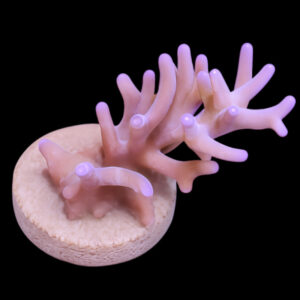 Acropora echinata 2 (frag)