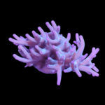 Acropora echinata 3 (frag)