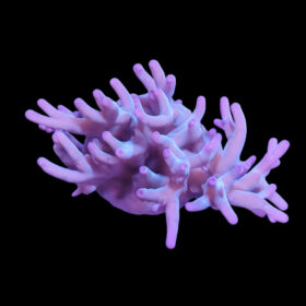 Acropora echinata 3 (frag)