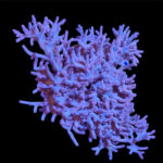 Acropora echinata
