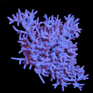 Acropora echinata