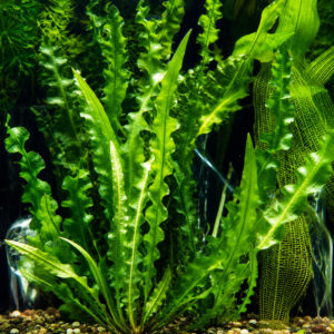 Aponogeton longiplumulosus (Bulb)