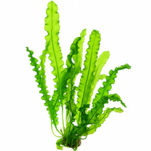 Aponogeton longiplumulosus (Bulb)