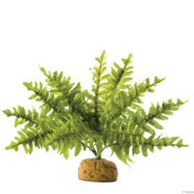 Exo Terra Boston Fern Small