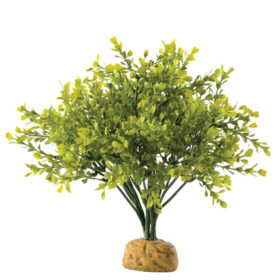 Exo Terra Boxwood Bush