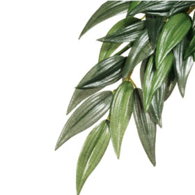 Exo Terra Rucus Medium