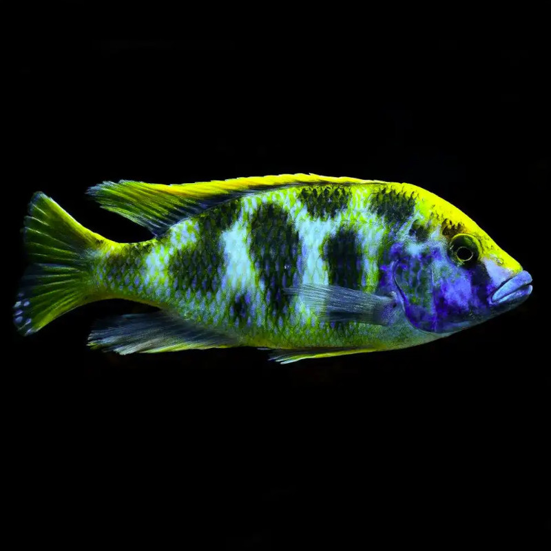 Nimbochromis venustus aberaquatic Nimbochromis venustus