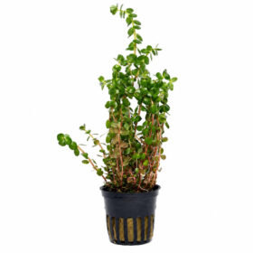 Rotala Rotundifolia pot