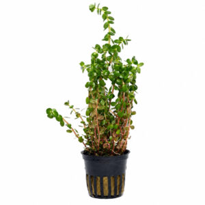 Rotala Rotundifolia pot