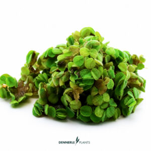 Salvinia Minima in vitro