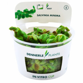Salvinia Minima in vitro