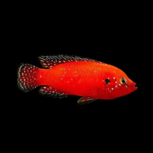Turkana Jewel Cichlid (Rubricatochromis exsul)