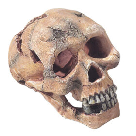 AQUA DELLA Skull