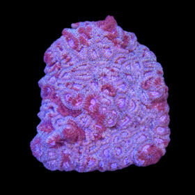 Acanthastrea cf. echinata