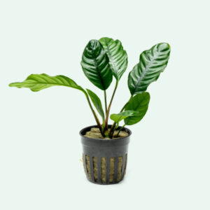 Anubia Coffefolia Pot