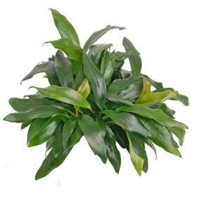 Anubias Glabra Dragon Claw