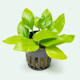 Anubias Nana Gold pot